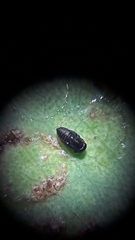 Psyllaephagus bliteus