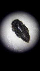 Psyllaephagus bliteus