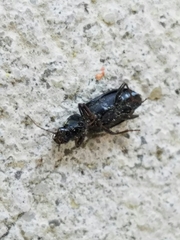 Agonum punctiforme