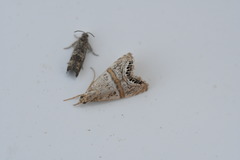 Euchromius superbellus