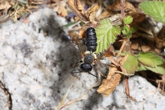 Megachile sculpturalis