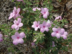 Barleria