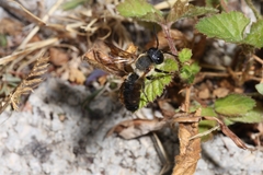 Megachile sculpturalis