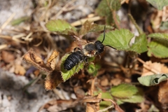 Megachile sculpturalis