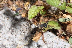 Megachile sculpturalis