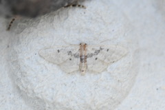 Idaea intermedia