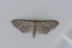 Idaea tineata