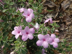 Barleria