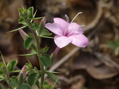 Barleria