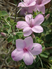 Barleria