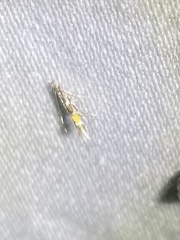 Cosmopterix pulchrimella