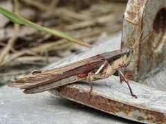 Stenocatantops mistshenkoi