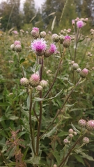 Cirsium arvense