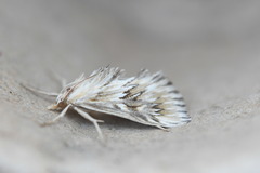 Cynaeda gigantea