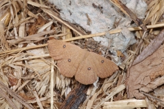 Cyclophora puppillaria