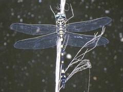 Ictinogomphus