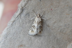 Cynaeda gigantea