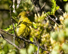 Chlorodrepanis virens wilsoni