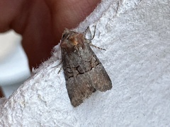 Mesoligia literosa