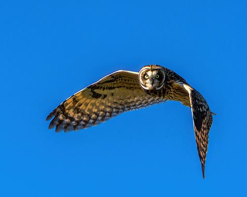 Short-eared Owl
