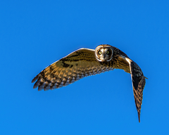 Short-Eared Owl photo 3