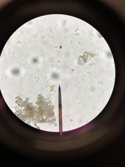 Scenedesmaceae