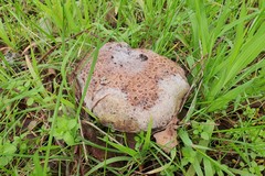 Phlebopus marginatus