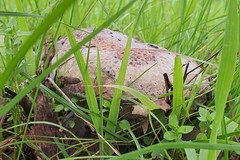 Phlebopus marginatus