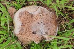 Phlebopus marginatus