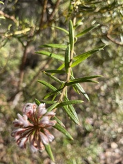 Grevillea phylicoides