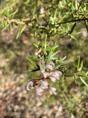 Grevillea phylicoides