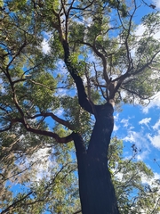 Eucalyptus resinifera