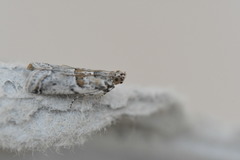 Acrobasis romanella