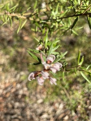 Grevillea phylicoides