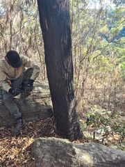 Eucalyptus resinifera