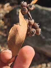 Eucalyptus resinifera