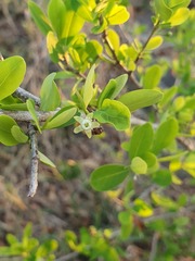 Erythroxylum delagoense