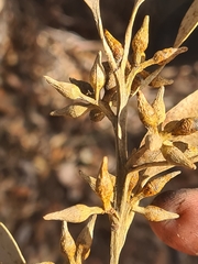 Eucalyptus resinifera