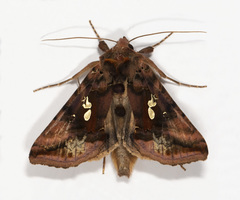Autographa bimaculata