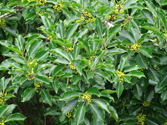 Ilex rotunda