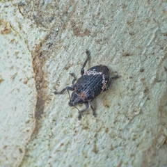 Oxyops fasciatus