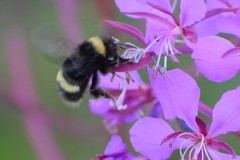 Bombus mckayi