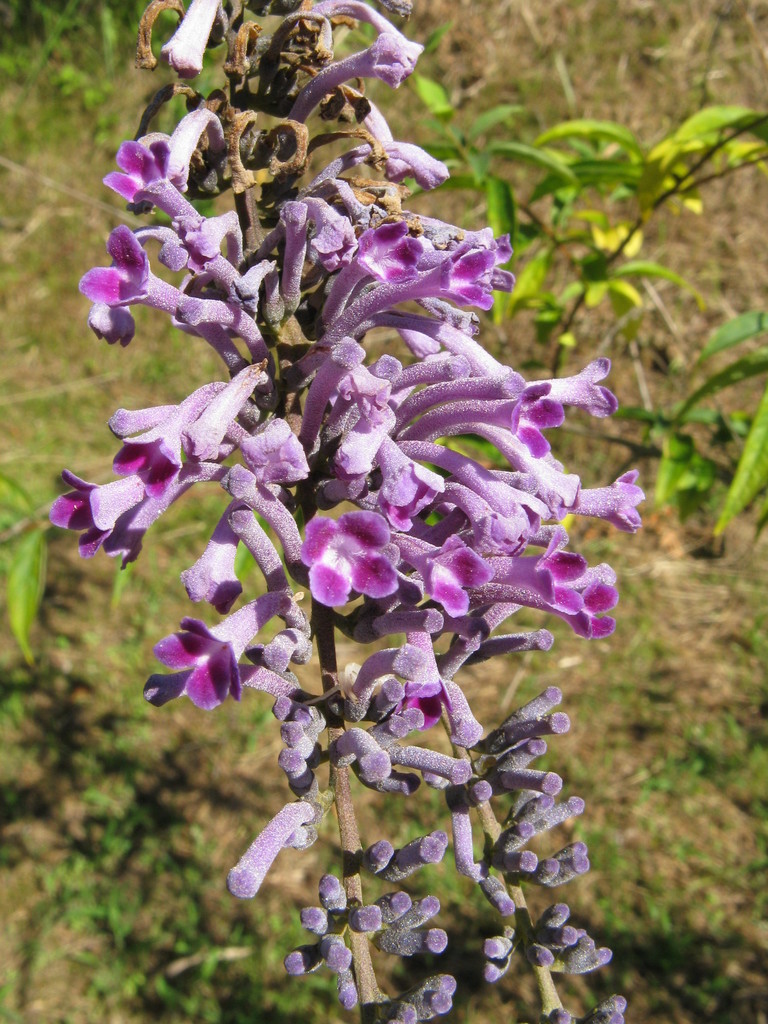 Buddleja japonica — an easy houseplant, prefers full sun light
