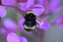 Bombus mckayi