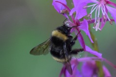 Bombus mckayi