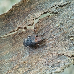 Oxyops fasciatus