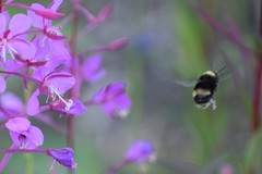 Bombus mckayi