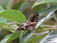 Macroglossum divergens