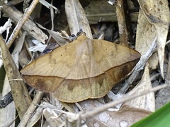 Acantholipini