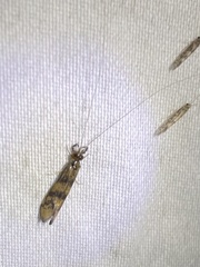 Mystacides interjectus